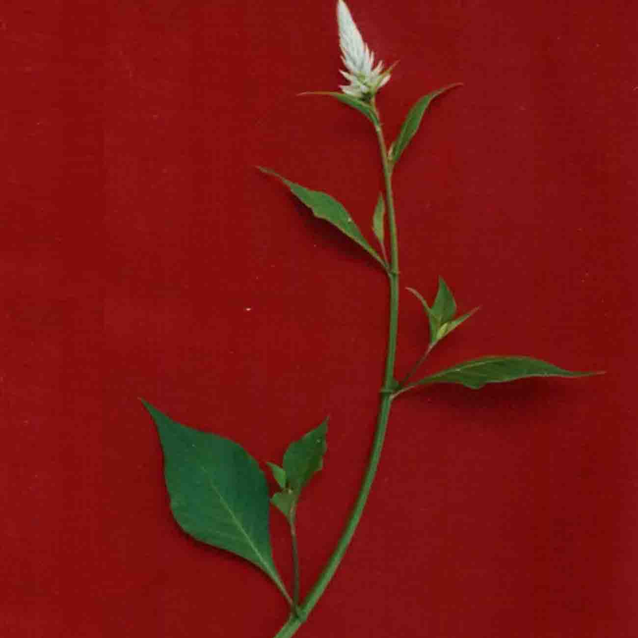 Celosia argentena